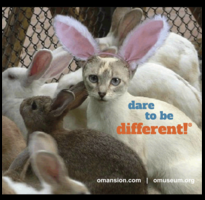 Dare to Be Different Magnet